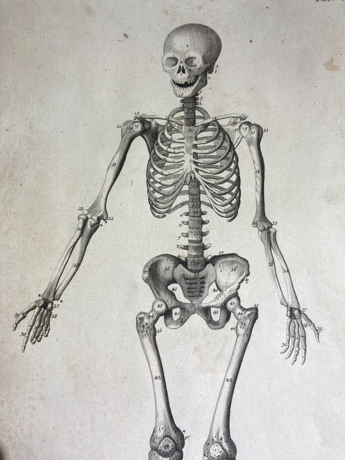 Medicina, Anatomia Umana, Osteologia, Apparato Osseo, Scheletro. Incisione Di Johann Georg Seiller