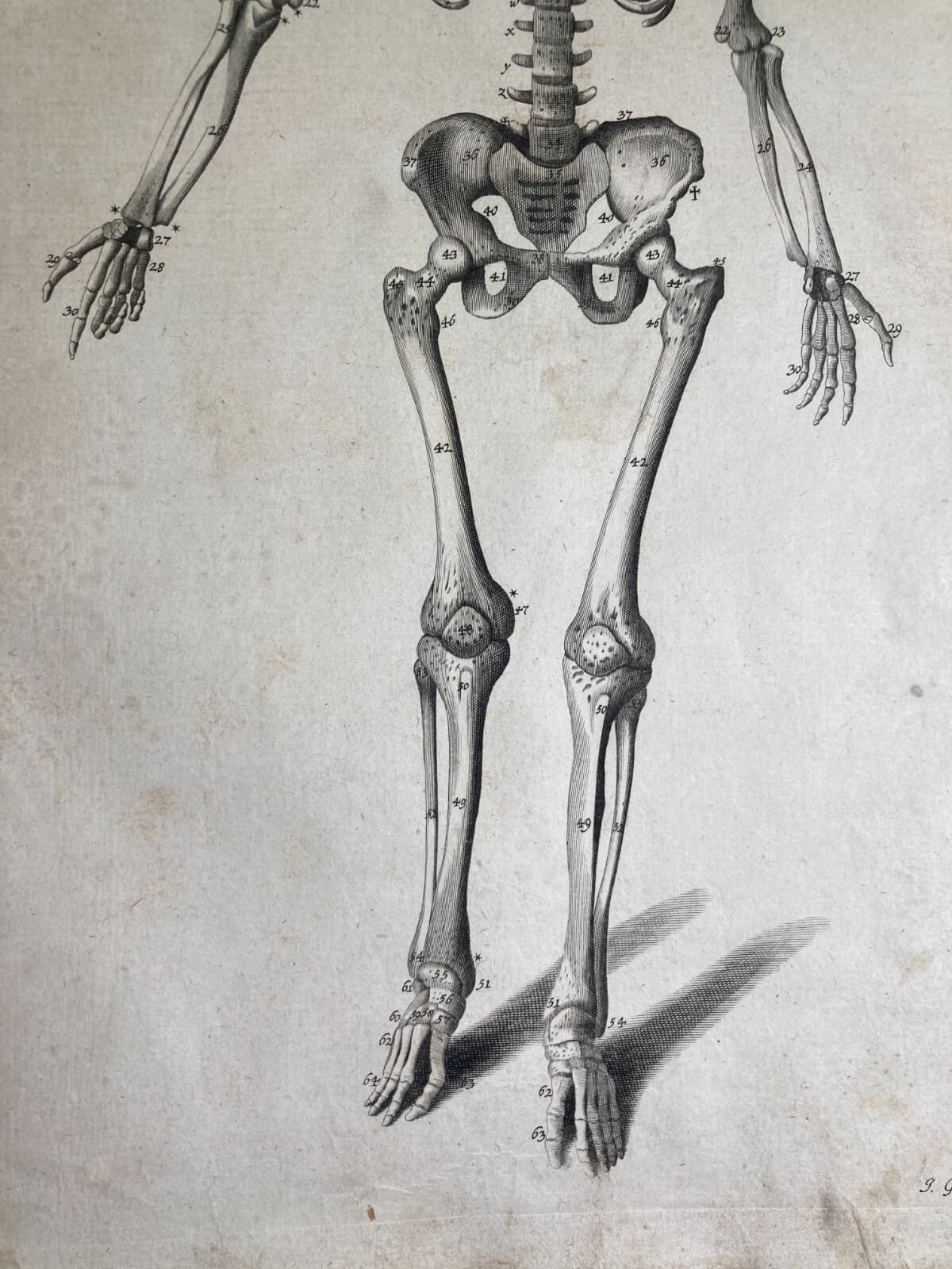 Medicina, Anatomia Umana, Osteologia, Apparato Osseo, Scheletro. Incisione Di Johann Georg Seiller