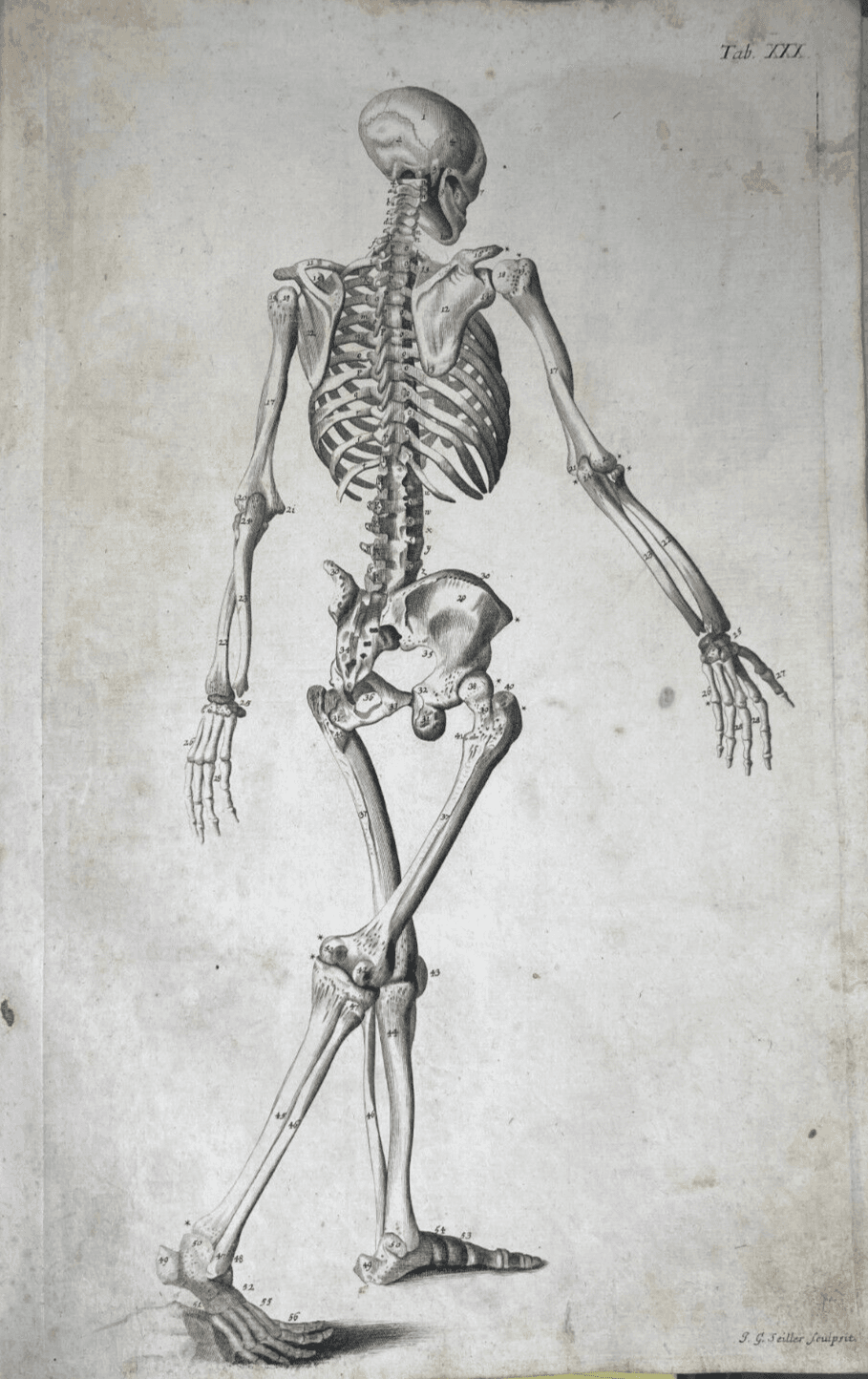 Medicina, Anatomia, Osteologia: Apparato Osseo E Scheletro Umano. Incisione Di Johann Georg Seiller.