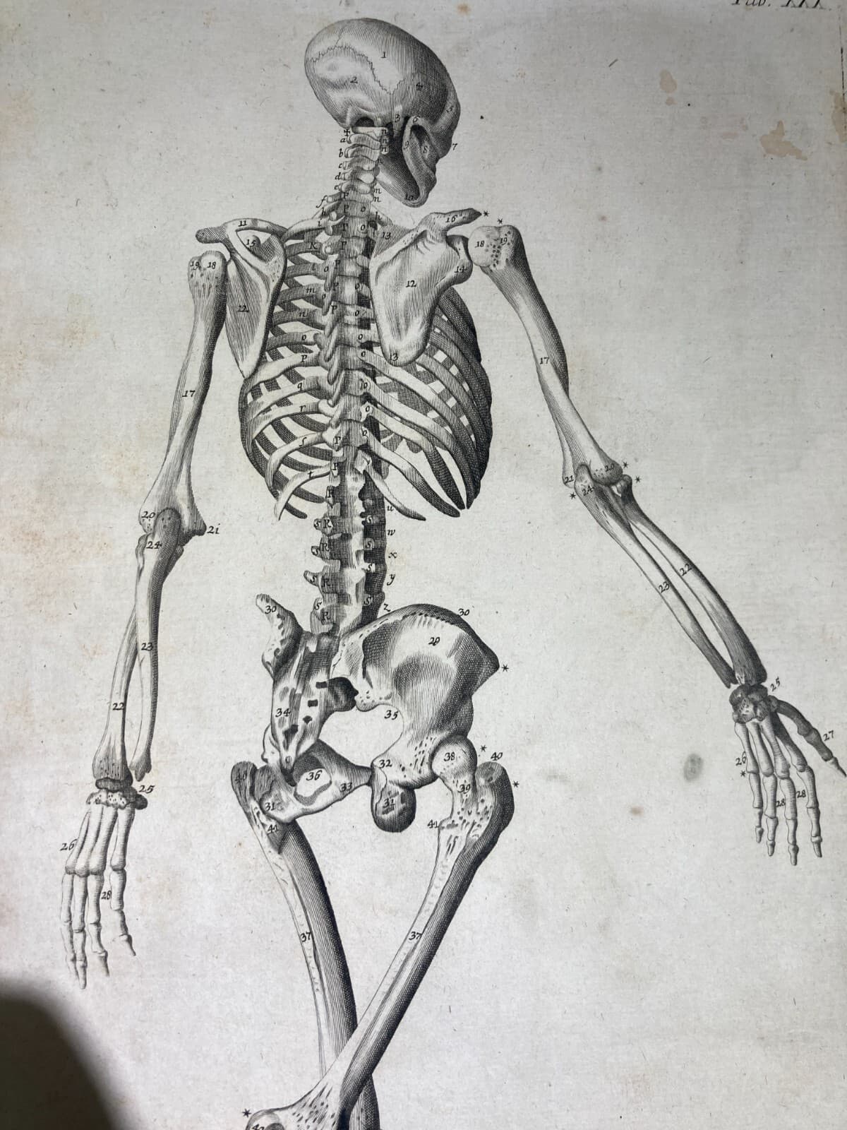 Medicina, Anatomia, Osteologia: Apparato Osseo E Scheletro Umano. Incisione Di Johann Georg Seiller.