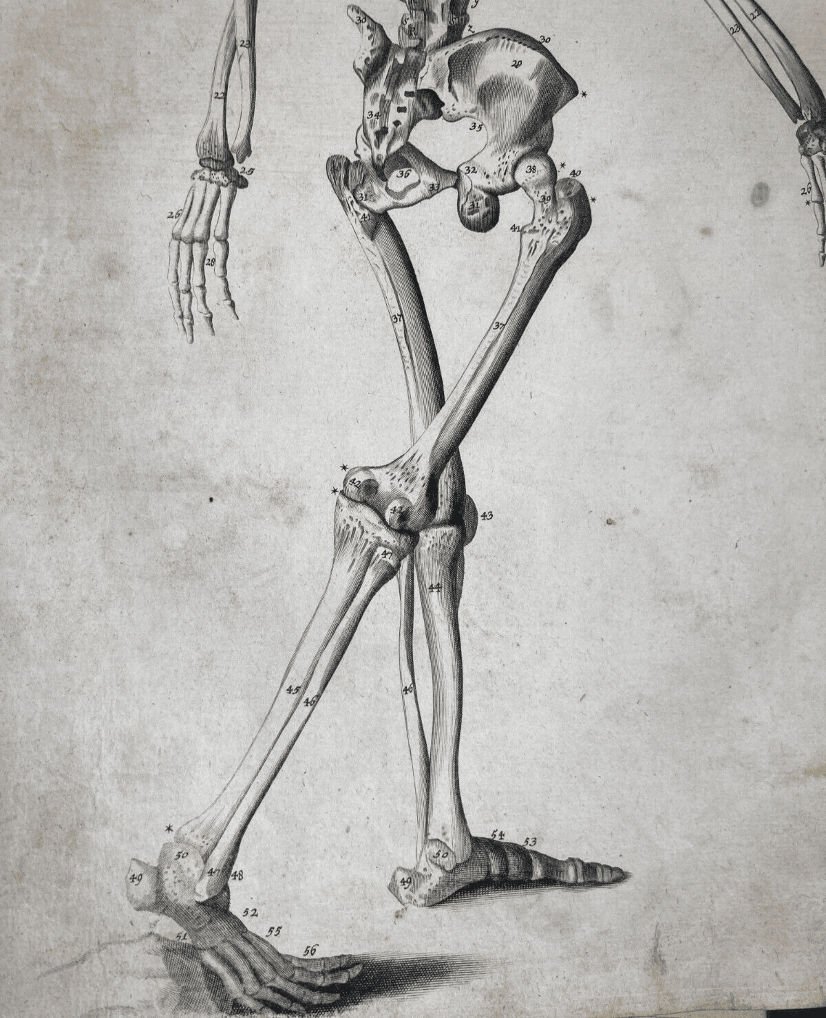Medicina, Anatomia, Osteologia: Apparato Osseo E Scheletro Umano. Incisione Di Johann Georg Seiller.