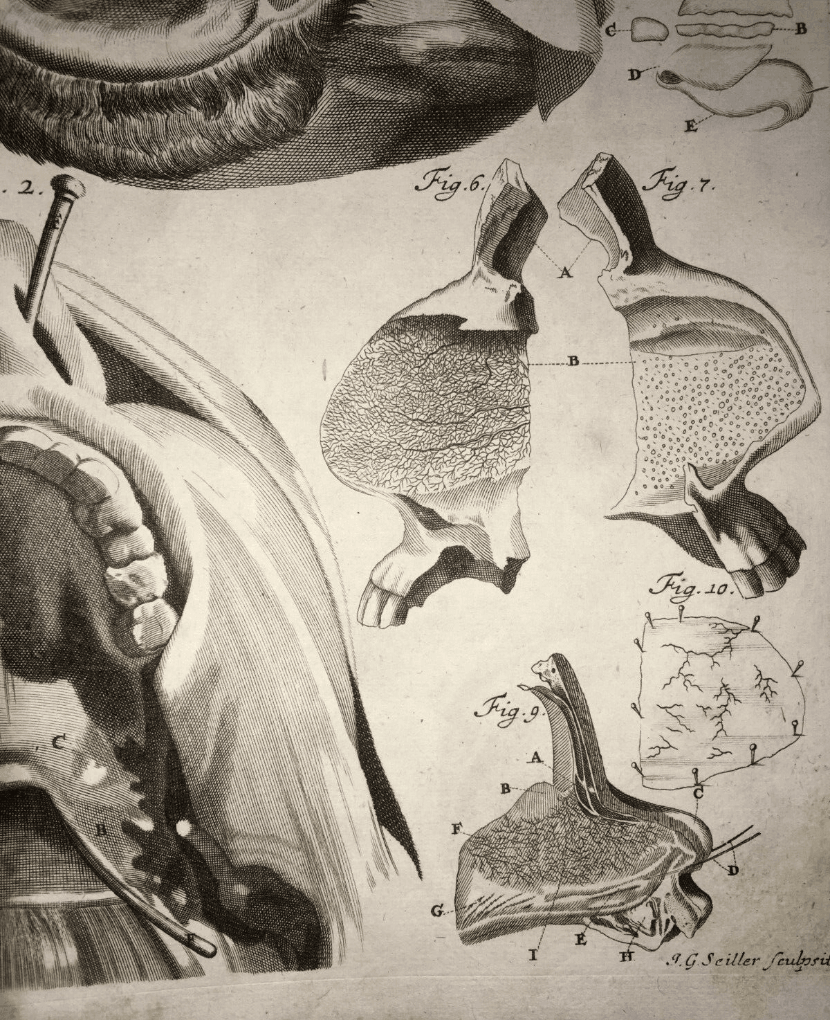 Medicina, Anatomia: Apparato Della Bocca, Lingua, Denti, Naso. Rara Incisione Di Seiller