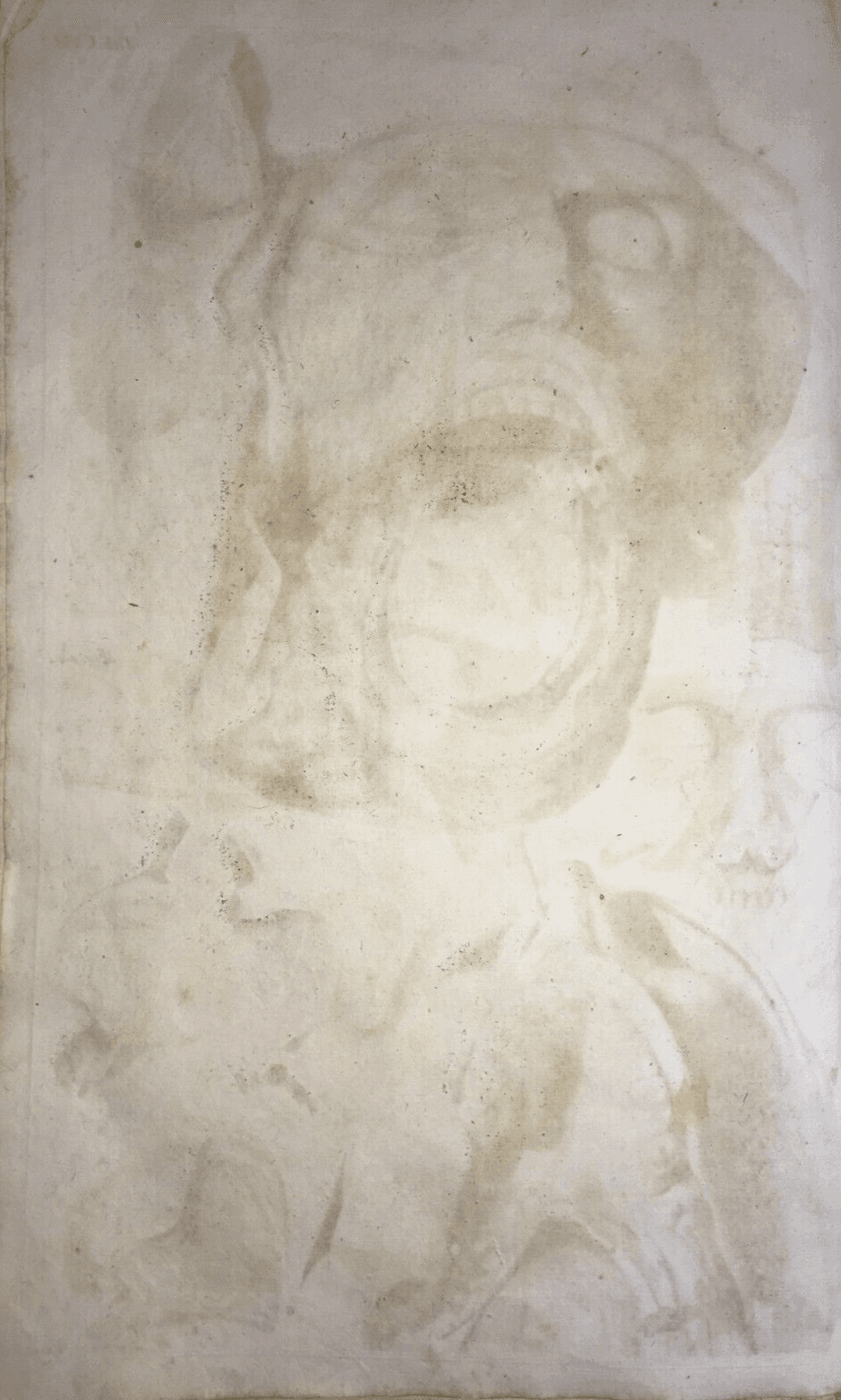 Medicina, Anatomia: Apparato Della Bocca, Lingua, Denti, Naso. Rara Incisione Di Seiller