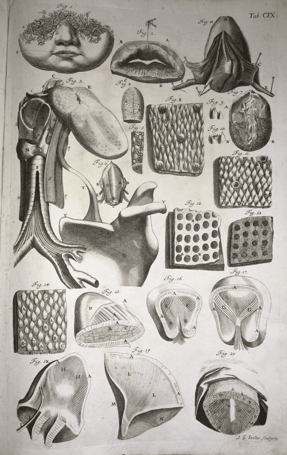 Medicina, Anatomia: Apparato Della Bocca, Lingua E Trachea. Rara Incisione Di Johann Georg Seiller