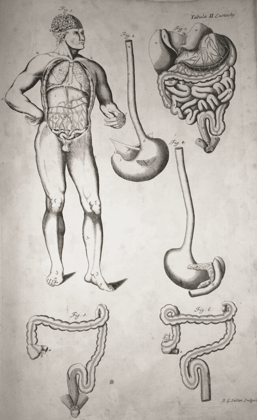 Medicina, Anatomia: Apparato Digerente E Addome. Incisione Di Johann Georg Seiller, XVIII Secolo