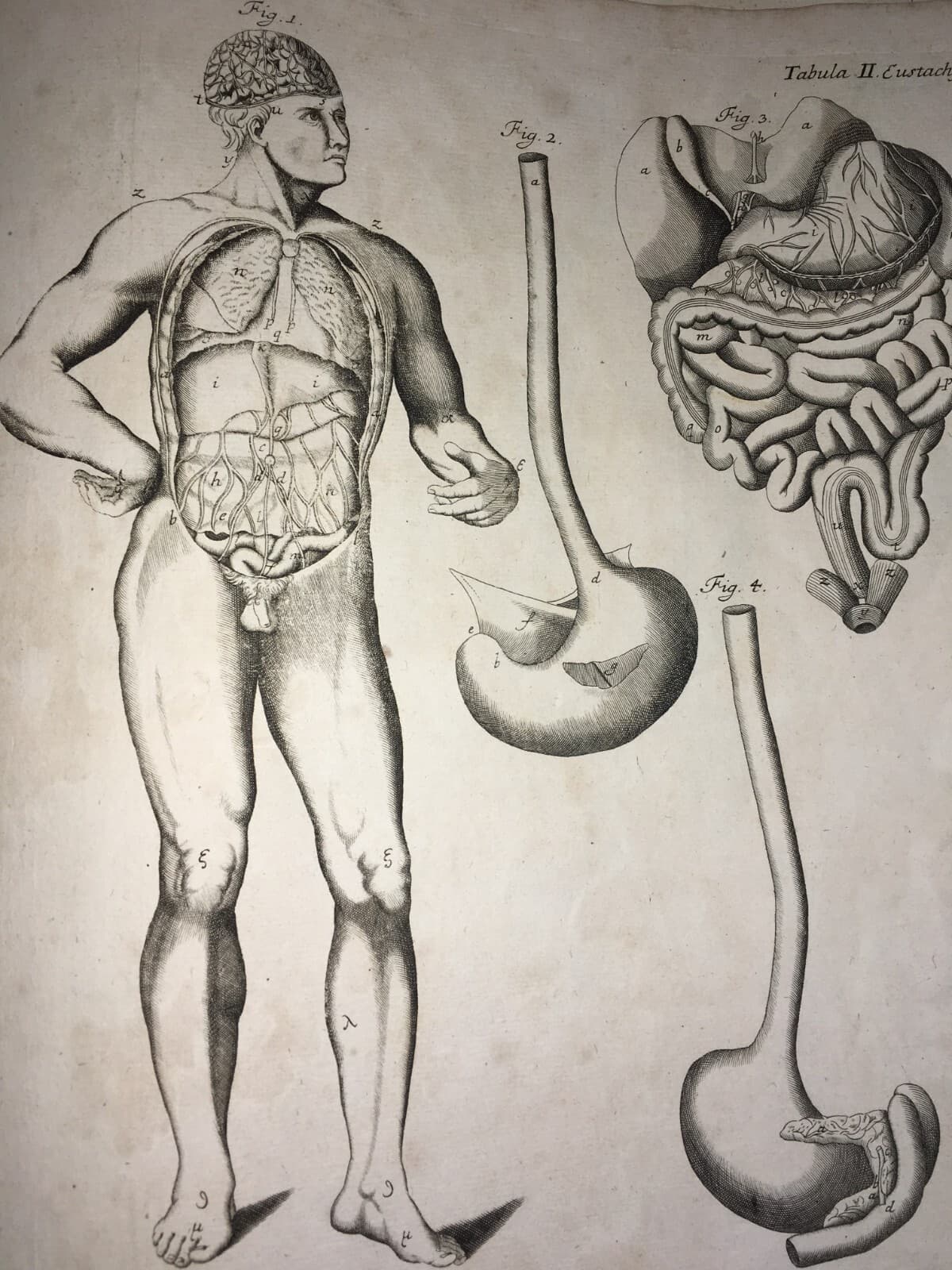 Medicina, Anatomia: Apparato Digerente E Addome. Incisione Di Johann Georg Seiller, XVIII Secolo