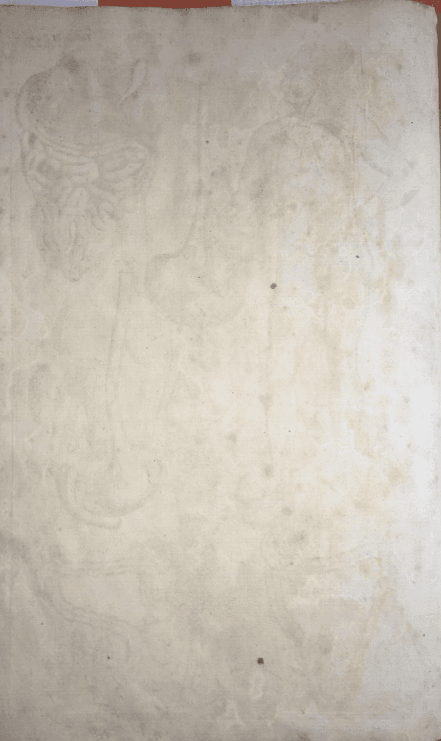 Medicina, Anatomia: Apparato Digerente E Addome. Incisione Di Johann Georg Seiller, XVIII Secolo