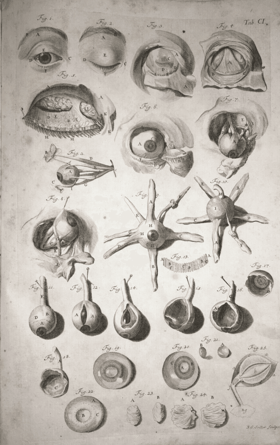 Medicina, Oculistica, Occhio, Vista, Apparato Oculare. Rara Antica Incisione, Seiller