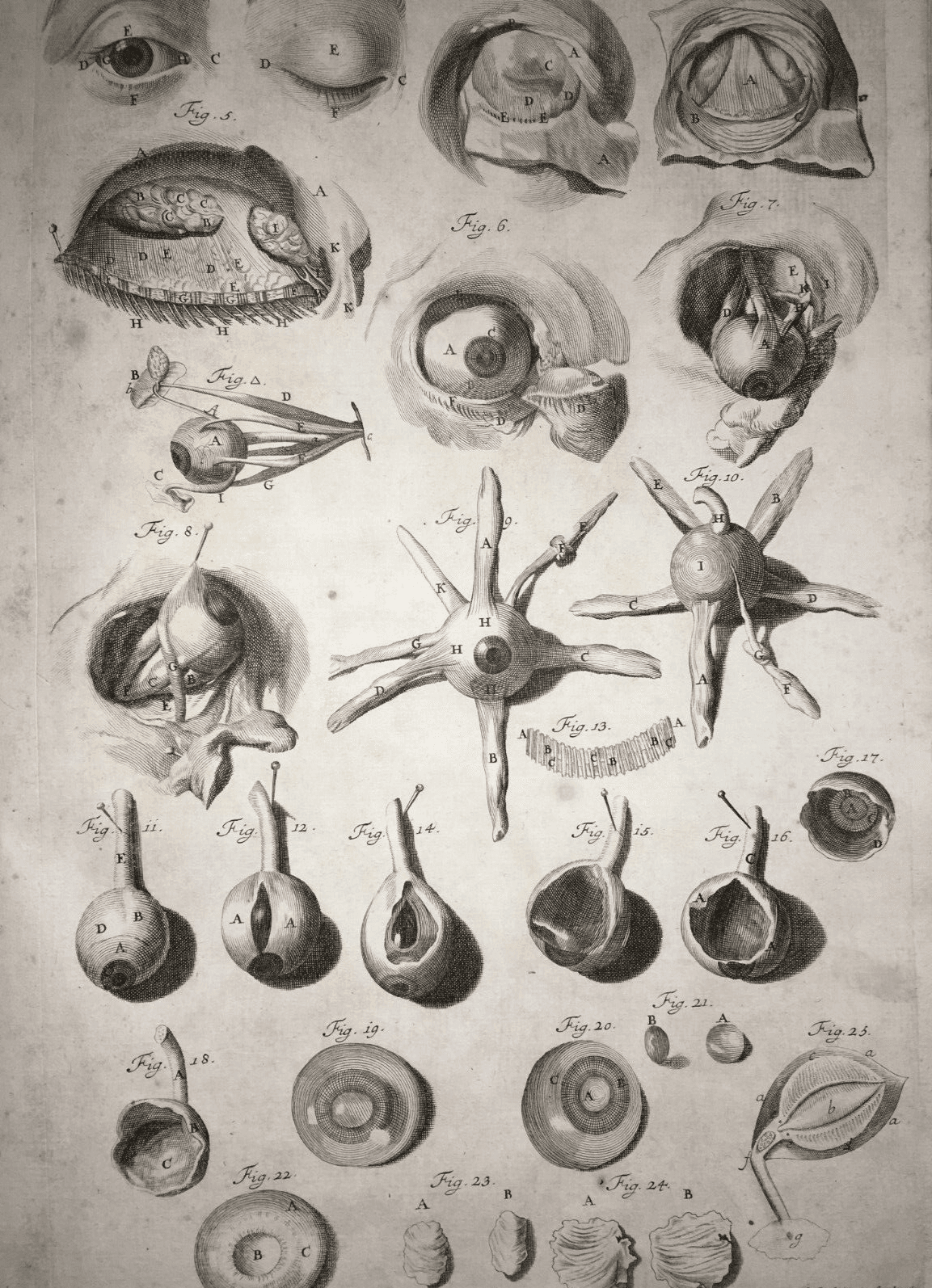 Medicina, Oculistica, Occhio, Vista, Apparato Oculare. Rara Antica Incisione, Seiller
