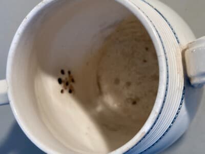 Antica Teiera O Caffettiera In Ceramica Con Decori A Mascherone, Napoli