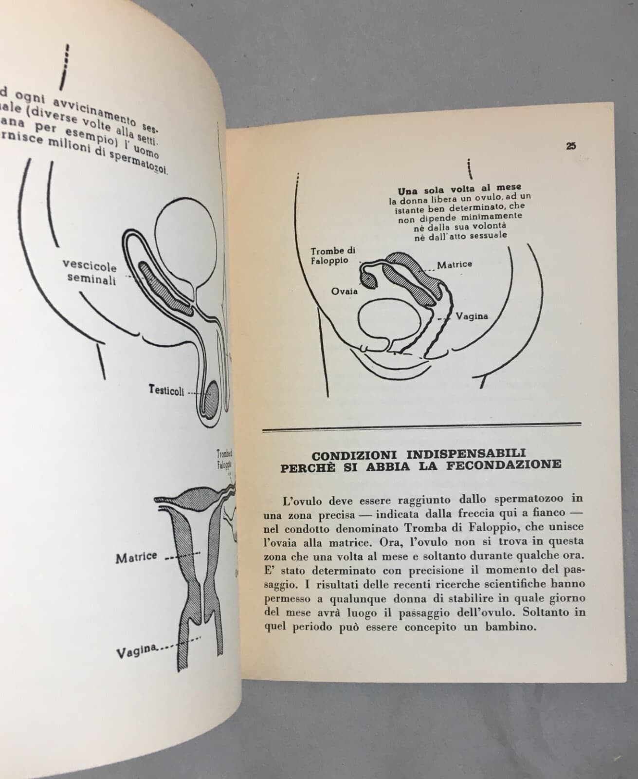 Medicina: Ostetricia, Gravidanza E Limitazione Delle Nascite (Metodo Ogino Knaus), 1954