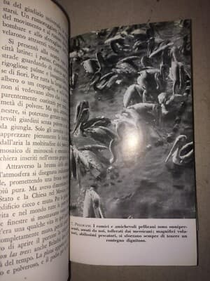 L'Avventura Della Zaca. Storia Naturale E Zoologia Marina (William Beebe, 1956)