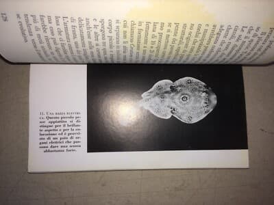 L'Avventura Della Zaca. Storia Naturale E Zoologia Marina (William Beebe, 1956)