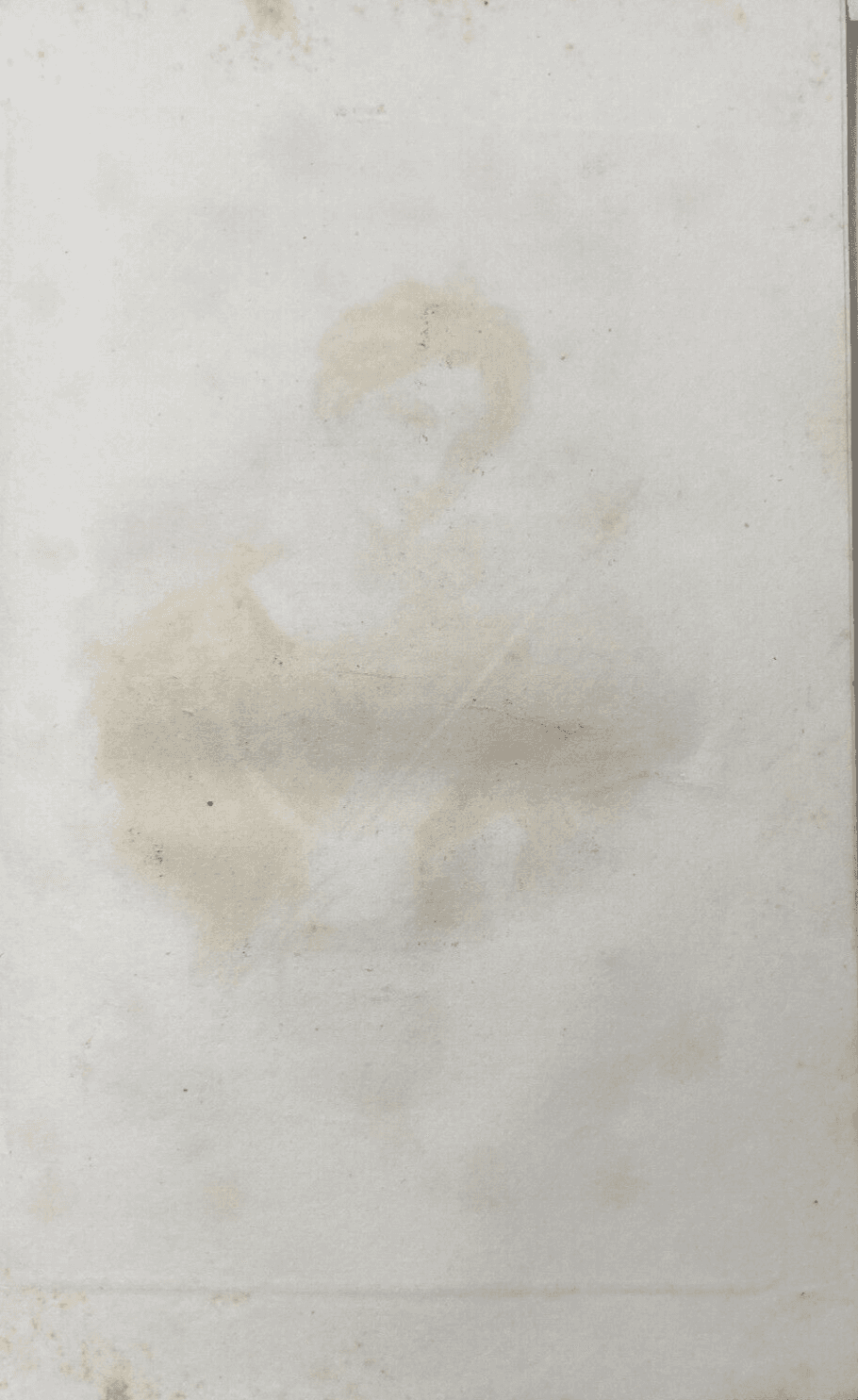 Arte Antica: Tullia d'Aragona, Ritratto Dell'800   Incisione Decorativa