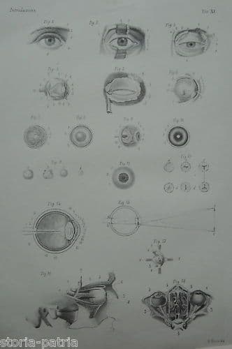 Litografia Anatomia Occhio Petraroja Riccio Napoli 1870 Medicina