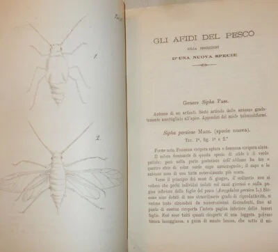 Macchiati, gli Afidi del Pesco, Sassari 1880, foto 2 di 3
