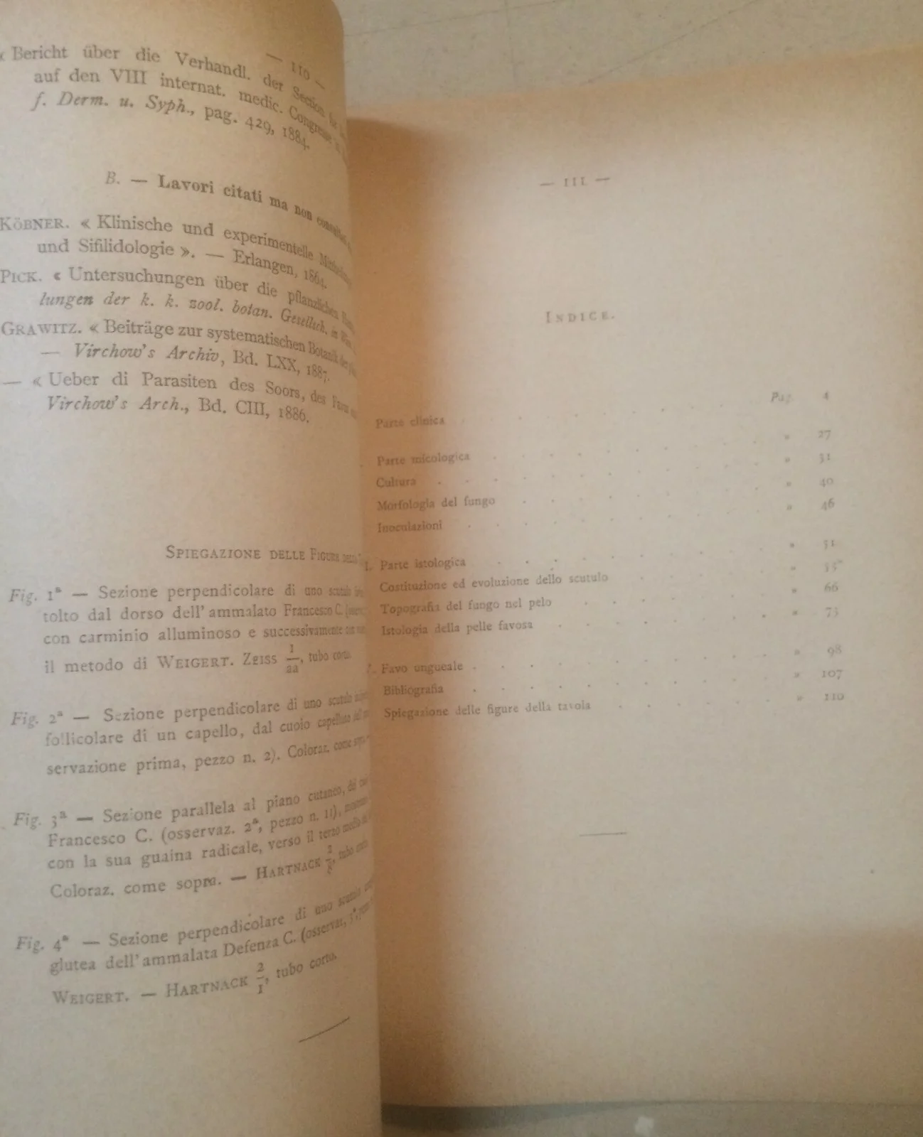 Mibelli, Ricerche sul Favo in Sardegna, 1892, foto 3 di 6