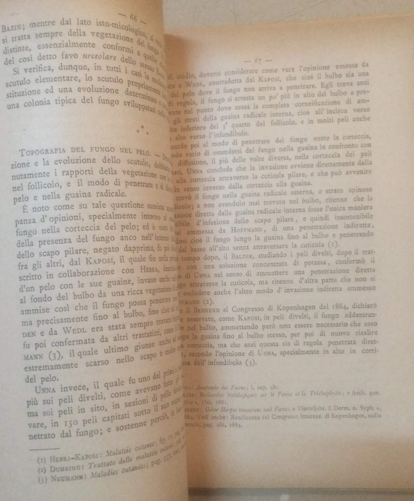 Mibelli, Ricerche sul Favo in Sardegna, 1892, foto 5 di 6