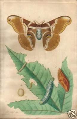 Oronzio Gabriele Costa, Storia Naturale Della Saturnia Cyntia (bombice Del Ricino), 1854
