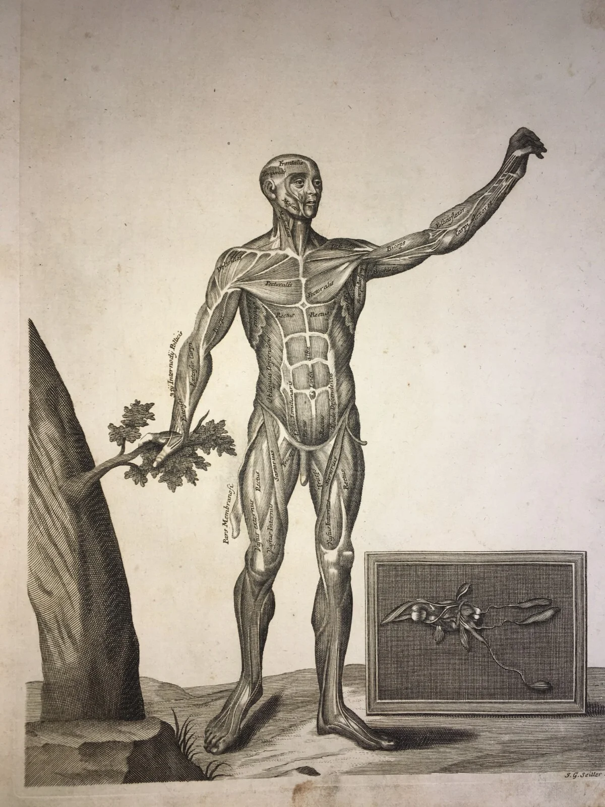 Medicina. Anatomia Umana: Muscoli. Antica Incisione Di Johann Georg Seiller, XVIII Secolo., foto 3 di 4