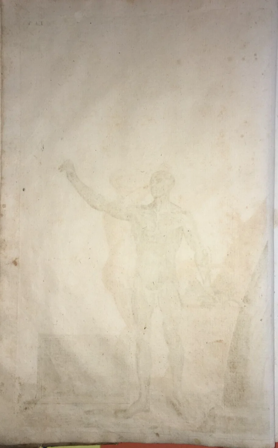 Medicina. Anatomia Umana: Muscoli. Antica Incisione Di Johann Georg Seiller, XVIII Secolo., foto 2 di 4