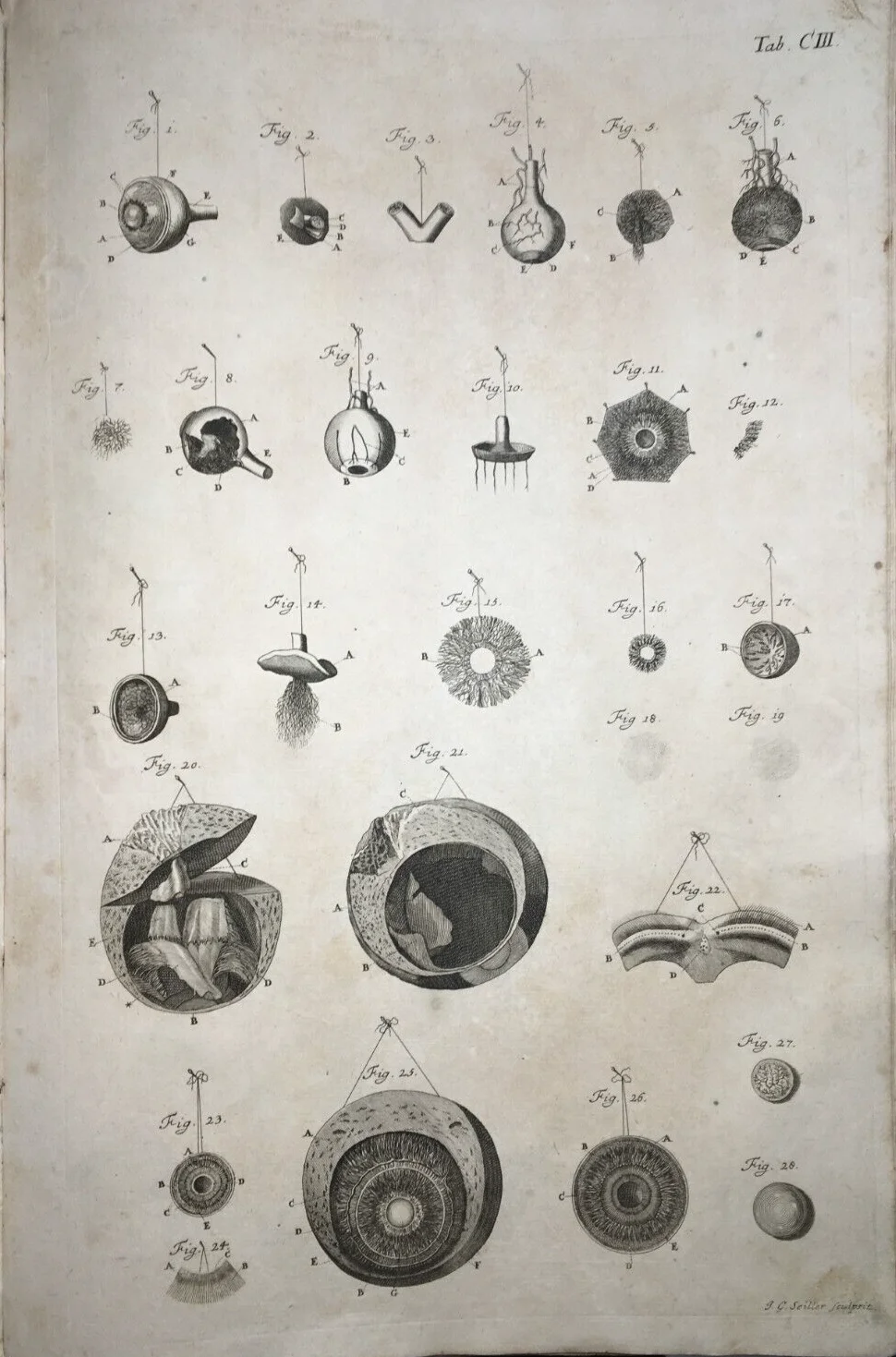 Medicina, Anatomia Umana: L'Occhio. Incisione Di Johann Georg Seiller, XVIII Secolo