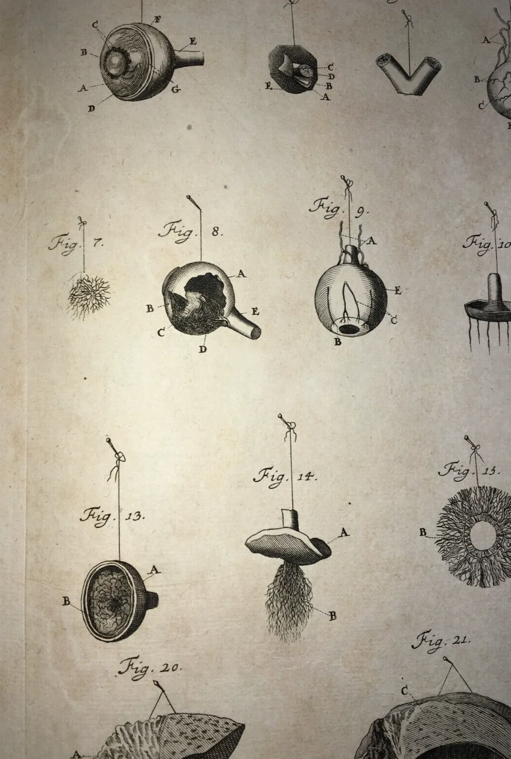 Medicina, Anatomia Umana: L'Occhio. Incisione Di Johann Georg Seiller, XVIII Secolo, foto 2 di 5