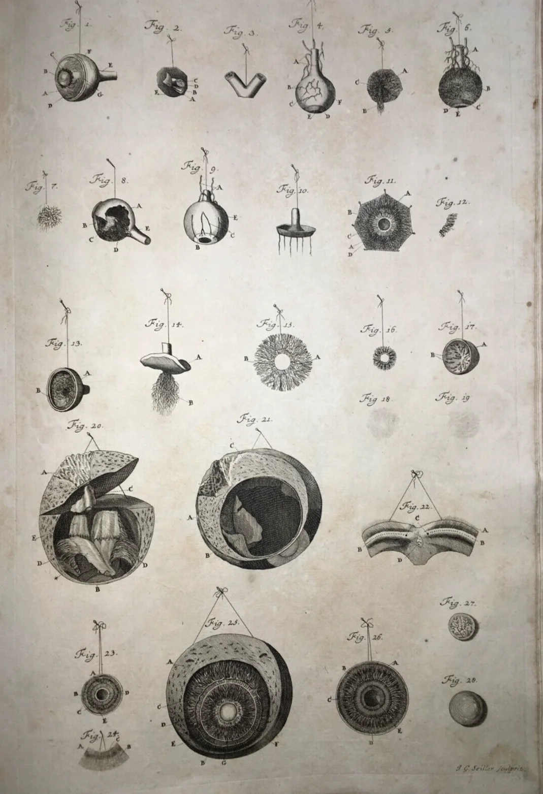 Medicina, Anatomia Umana: L'Occhio. Incisione Di Johann Georg Seiller, XVIII Secolo, foto 3 di 5