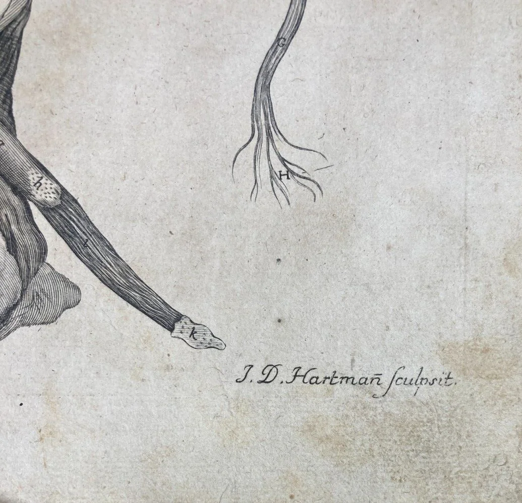 Medicina: Anatomia Umana, Ginecologia, Utero E Ovaie. Incisione Di Hartman, XVIII Secolo, foto 4 di 6