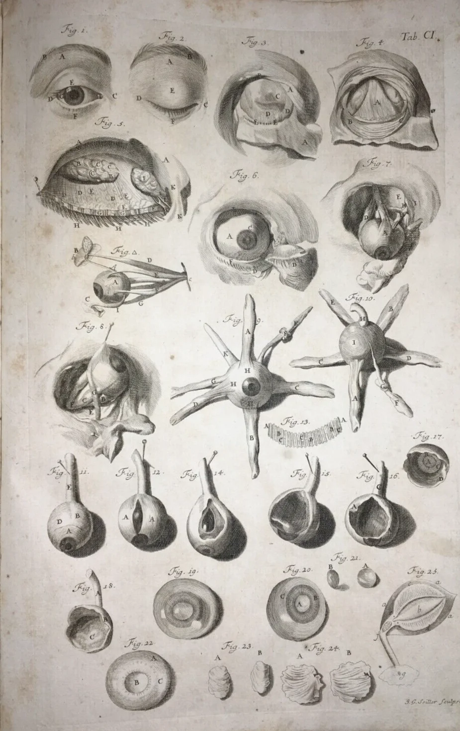 Medicina, Oculistica, Occhio, Vista, Apparato Oculare. Rara Antica Incisione, Seiller, foto 2 di 3