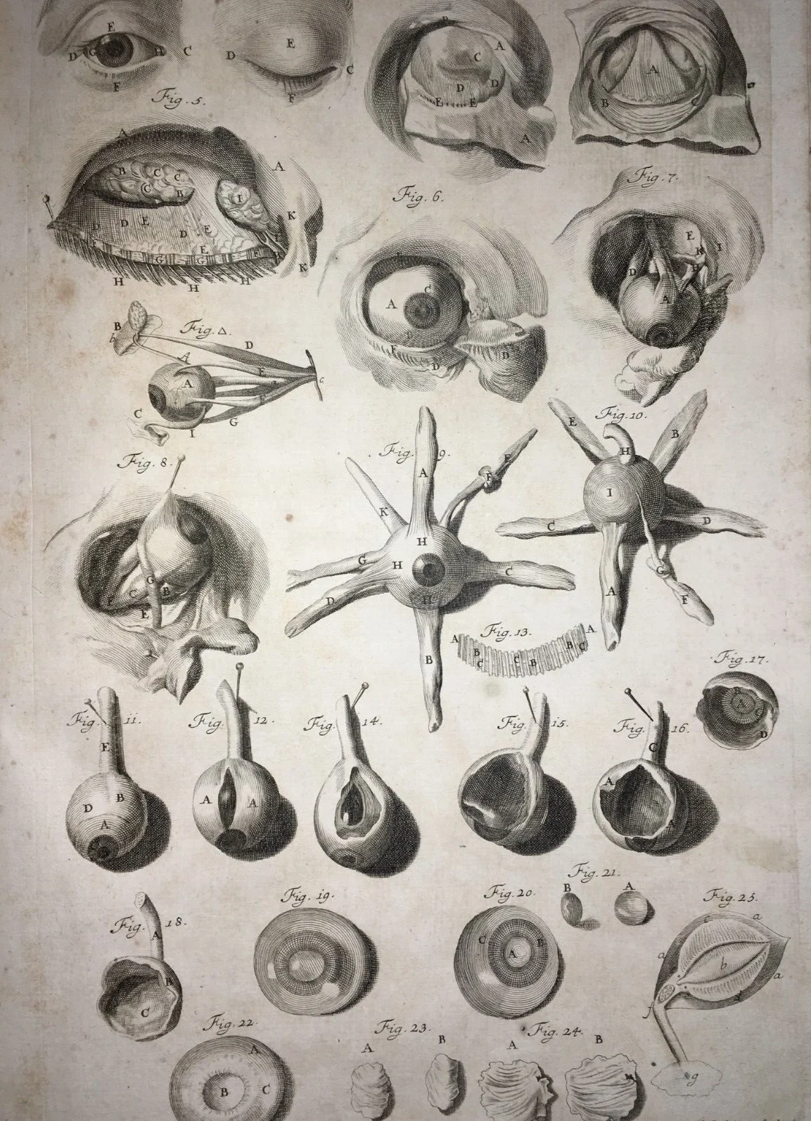 Medicina, Oculistica, Occhio, Vista, Apparato Oculare. Rara Antica Incisione, Seiller, foto 3 di 3