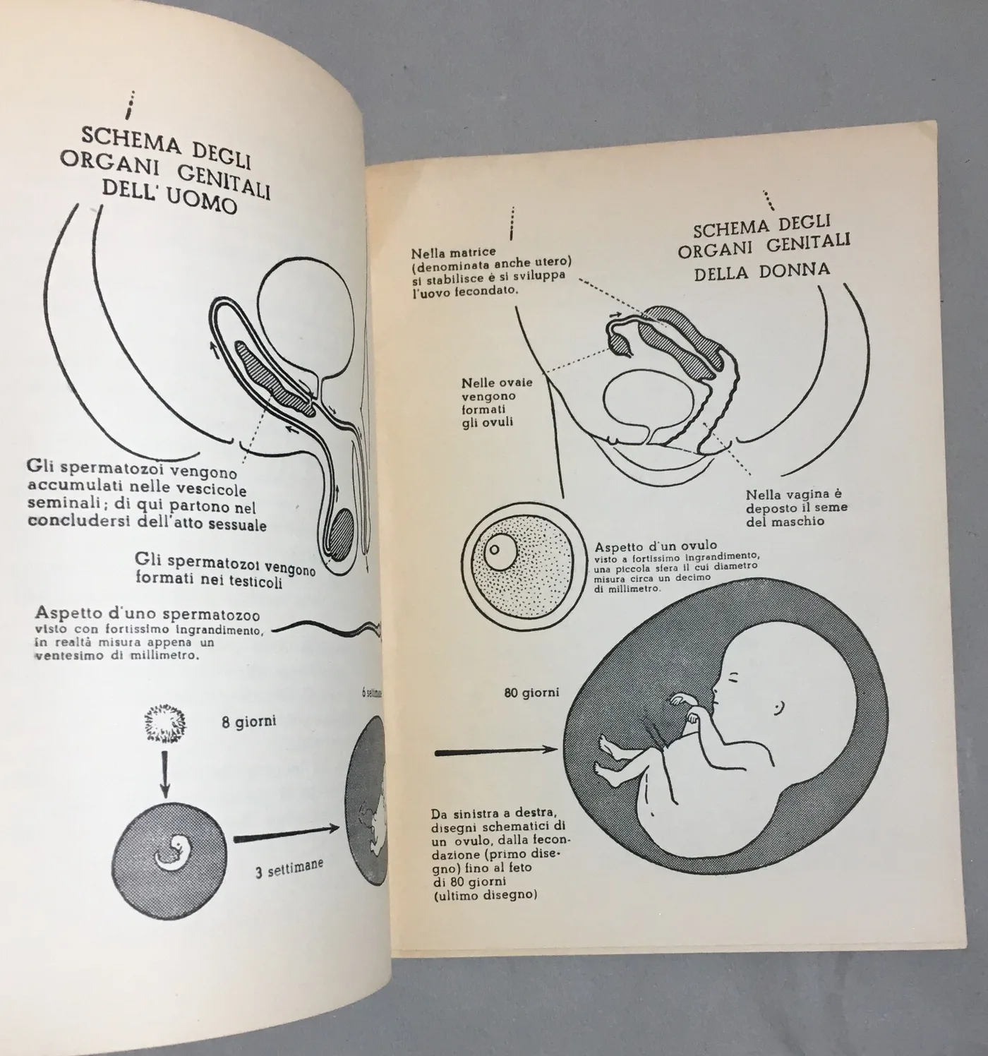 Medicina: Ostetricia, Gravidanza E Limitazione Delle Nascite (Metodo Ogino Knaus), 1954, foto 2 di 7
