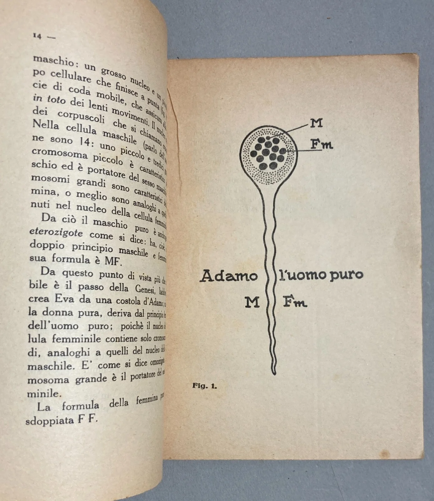 Sessointersessosupersesso: Specchio Per Tutti E Per Ognuno Angelo Signorelli 1928, foto 12 di 15