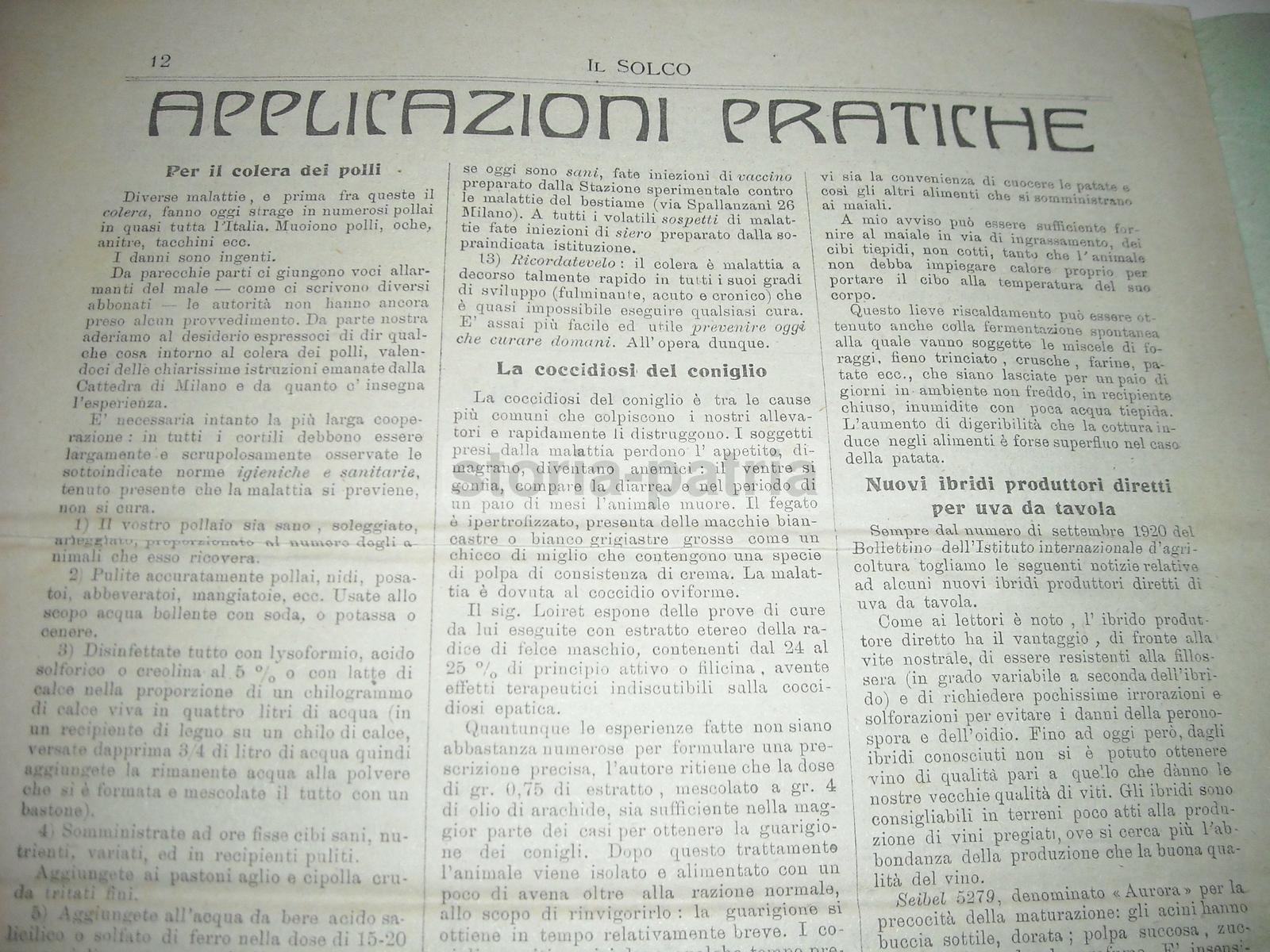 Agricoltura Meridionale, Napoli, Puglia, Frutta, Sementi, Lino, Pezzullo, La Bella, 1921 immagine 7