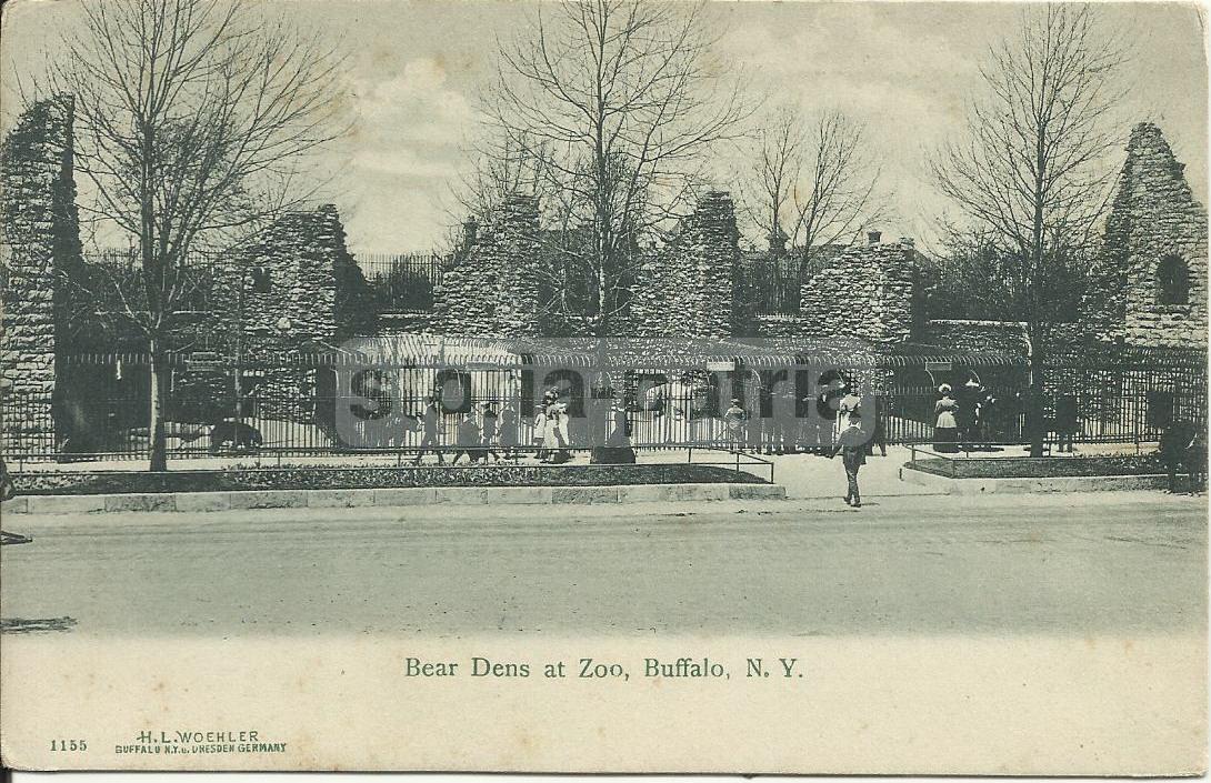 America, Buffalo, Giardino Zoologico, Antica Veduta, Cartolina Da Collezione, Orso immagine 1