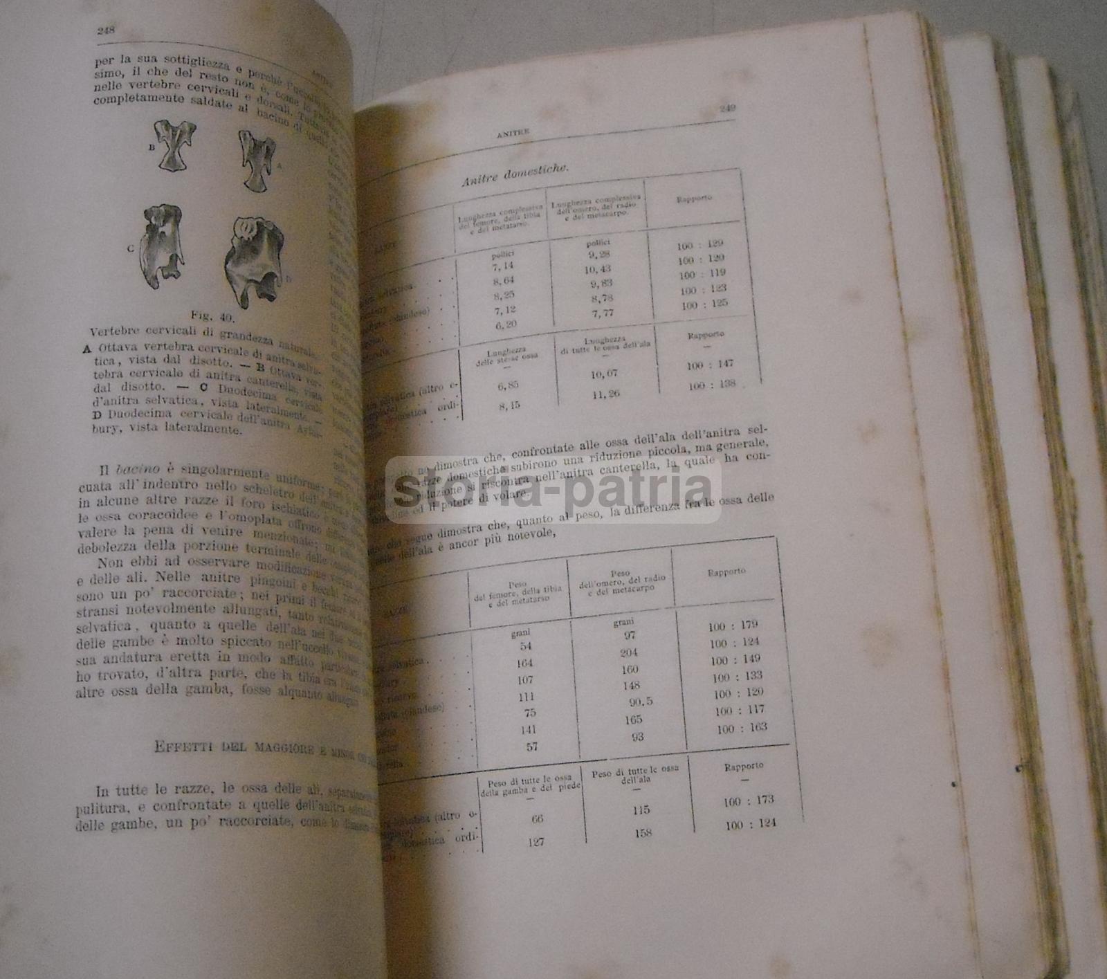 Botanica, Zoologia, Animali Domestici, Variabilita, Incroci, Sessualita, Darwin immagine 4