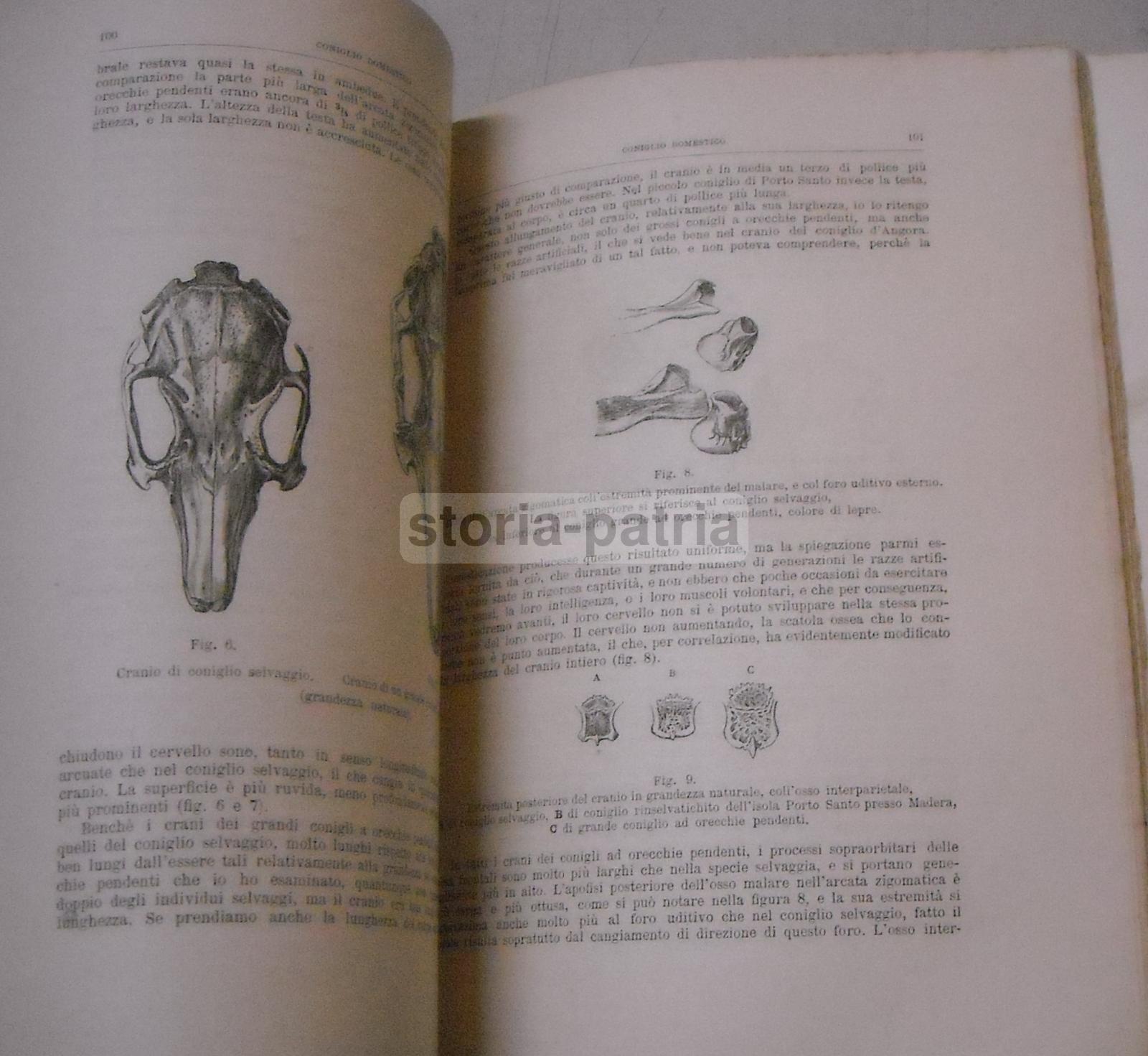 Botanica, Zoologia, Animali Domestici, Variabilita, Incroci, Sessualita, Darwin immagine 6