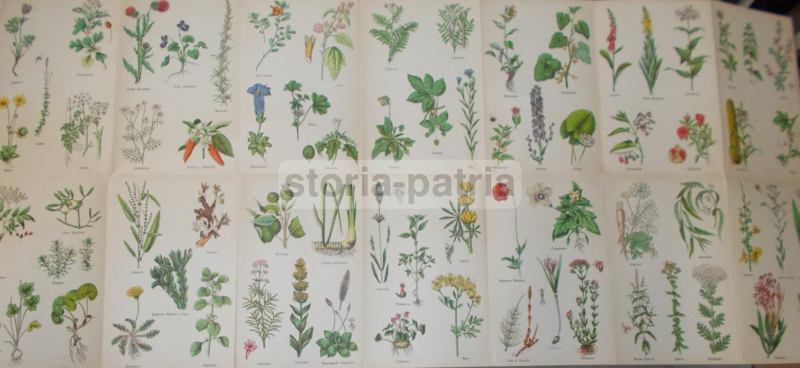 Erbe, Erboristeria, Botanica, Malattie, Medicina, Ricettario, Veterinaria, Massaggio immagine 3