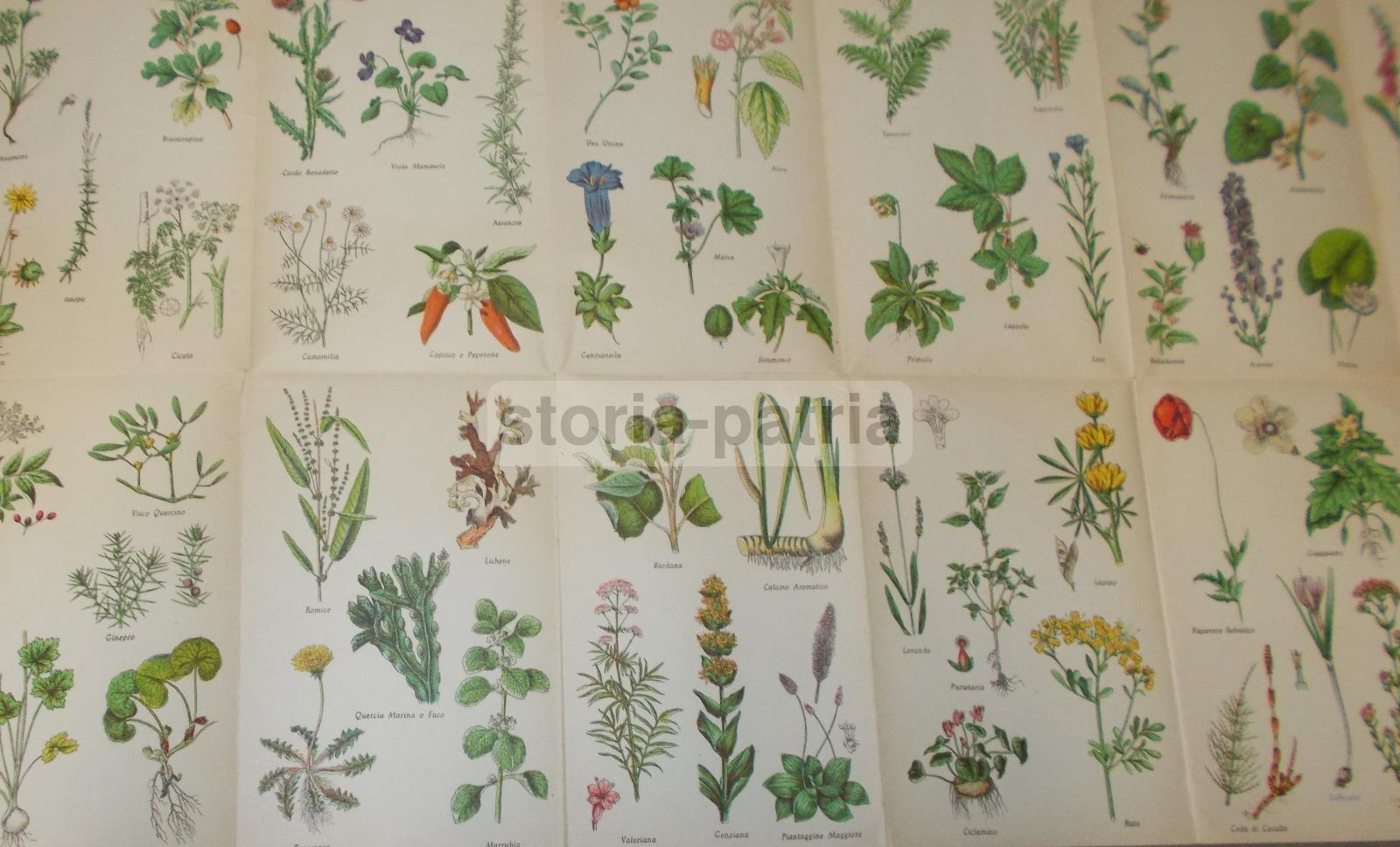 Erbe, Erboristeria, Botanica, Malattie, Medicina, Ricettario, Veterinaria, Massaggio immagine 4