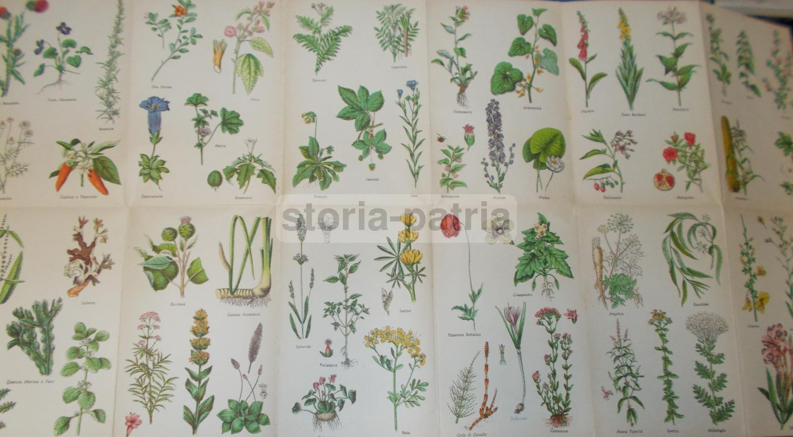 Erbe, Erboristeria, Botanica, Malattie, Medicina, Ricettario, Veterinaria, Massaggio immagine 5