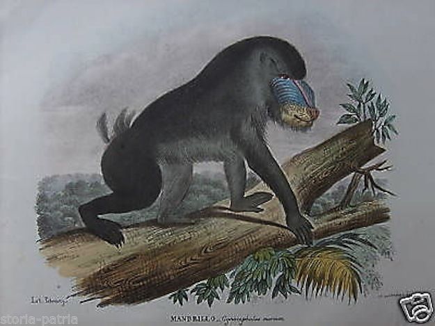 Mandrillo, Bella Litografia A Colori, Di Lorenzo, Petraroja, Stampa Napoletana, 800 immagine 1