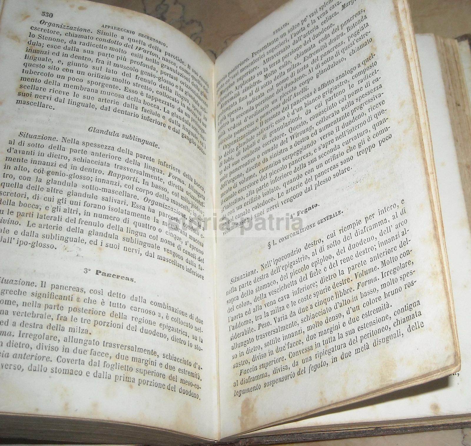 Medicina, Anatomia, Muscoli, Nervi, Angiologia, Urologia, Ginecologia, Oculistica, Bocca immagine 3