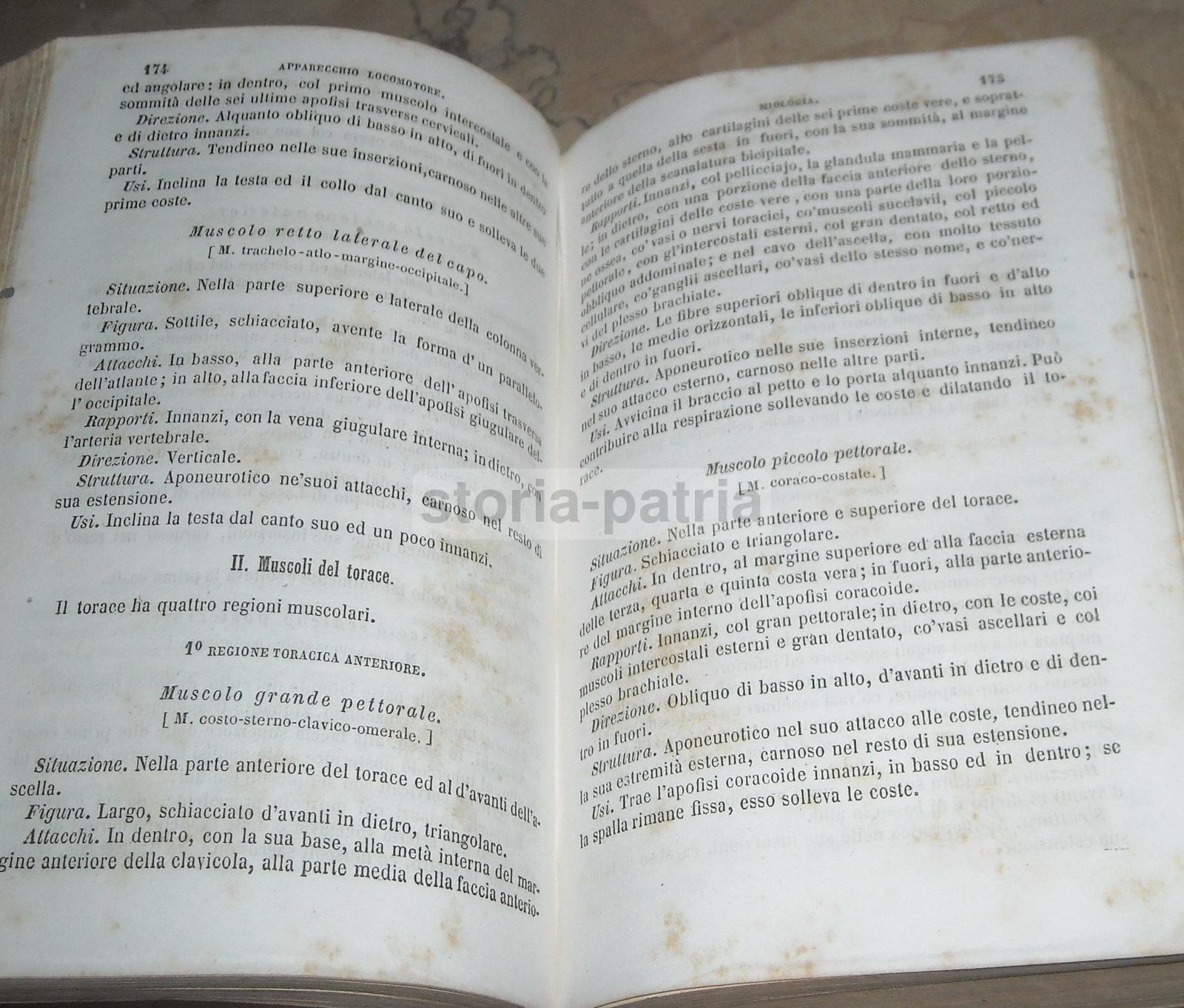 Medicina, Anatomia, Muscoli, Nervi, Angiologia, Urologia, Ginecologia, Oculistica, Bocca immagine 5