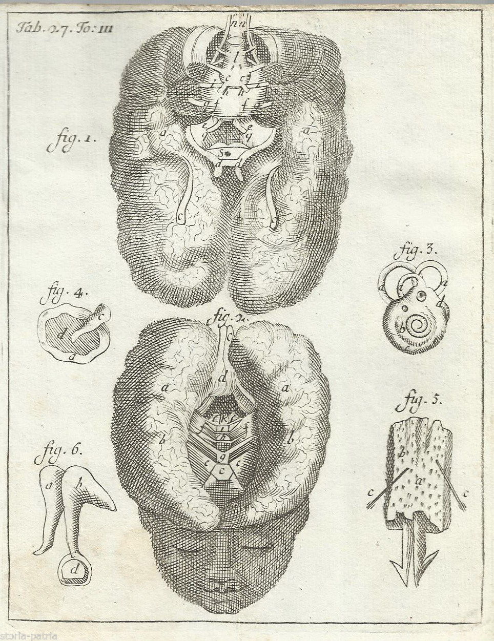 Medicina, Anatomia, Neurologia, Testa, Cervello, Sistema Nervoso, Antica Stampa, 700 immagine 1