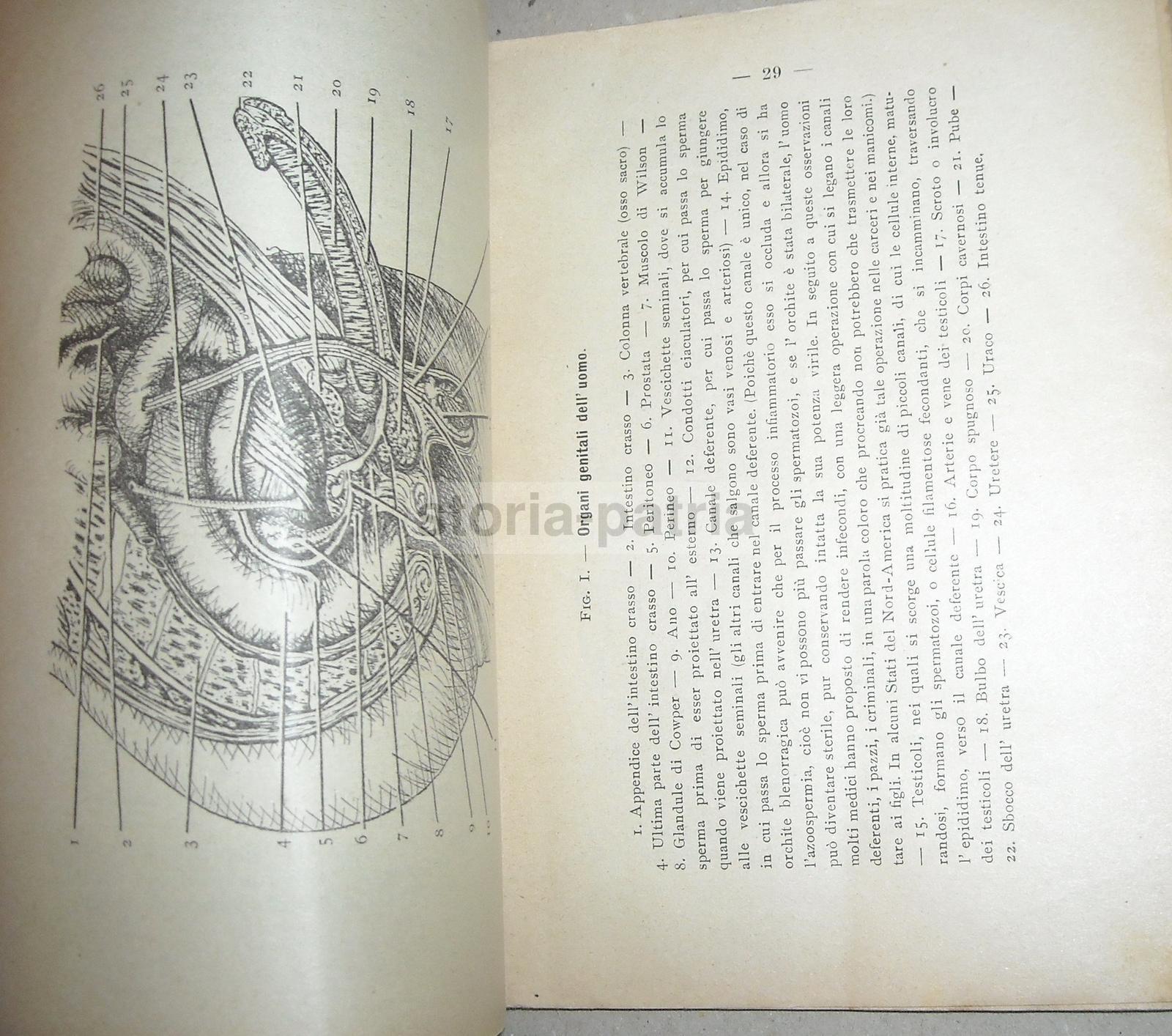 Medicina, Ginecologia, Contraccezione, Anticoncezionali, Preservativi, Belloni, Giorni immagine 7