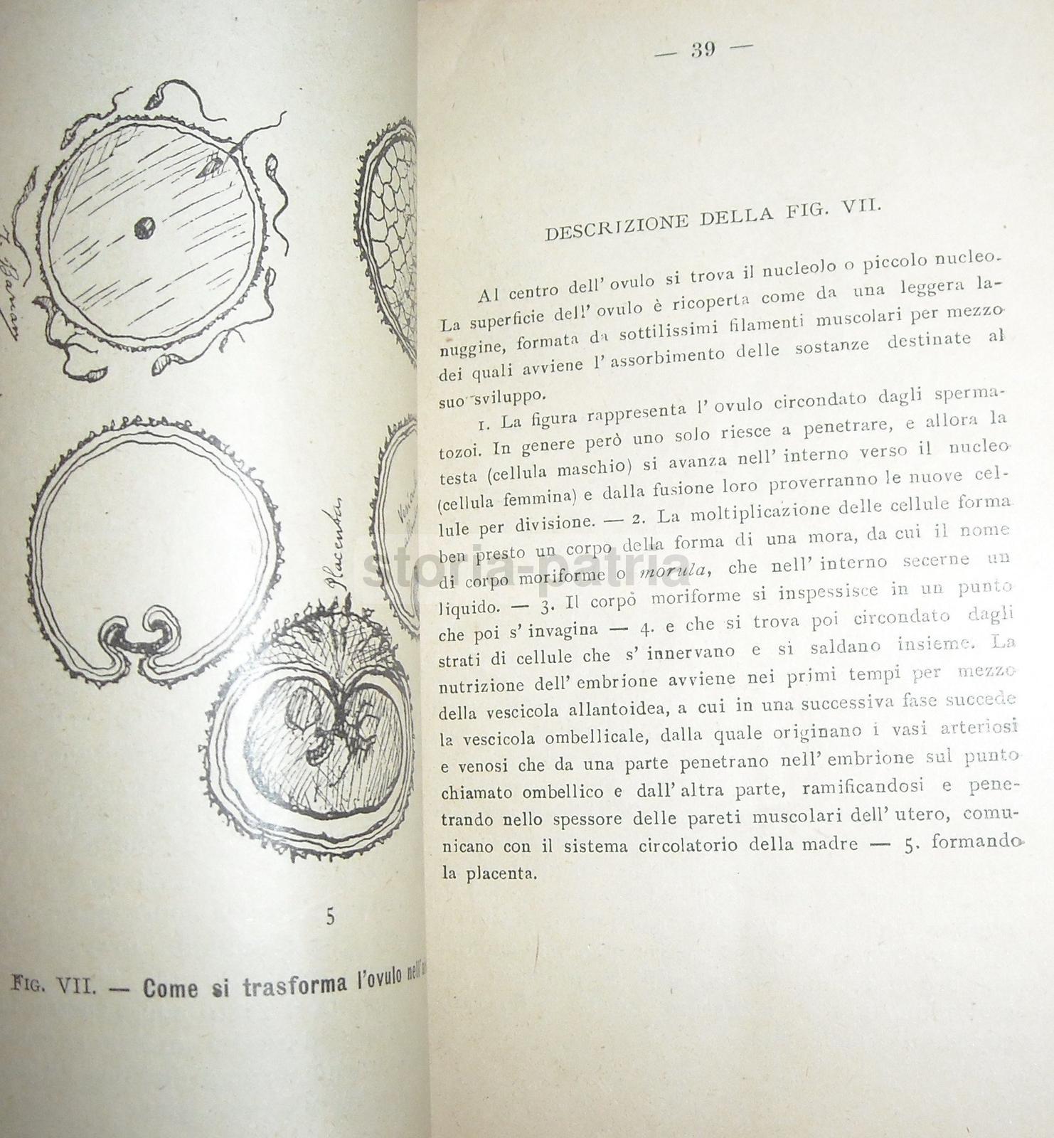 Medicina, Ginecologia, Contraccezione, Anticoncezionali, Preservativi, Belloni, Giorni immagine 11