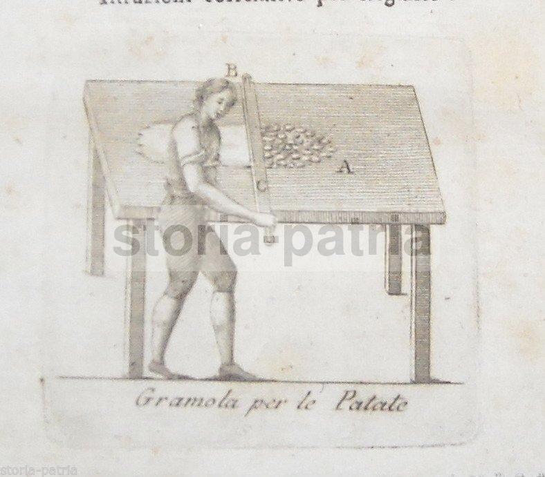 Napoli, Puglia, Abruzzo, Basilicata, Molise, Cucina, Agraria, Patate, Ricettario, Rarita immagine 7