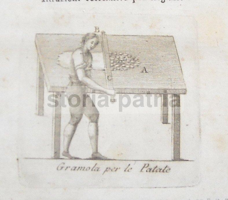 Napoli, Puglia, Abruzzo, Basilicata, Molise, Cucina, Agraria, Patate, Ricettario, Rarita immagine 10