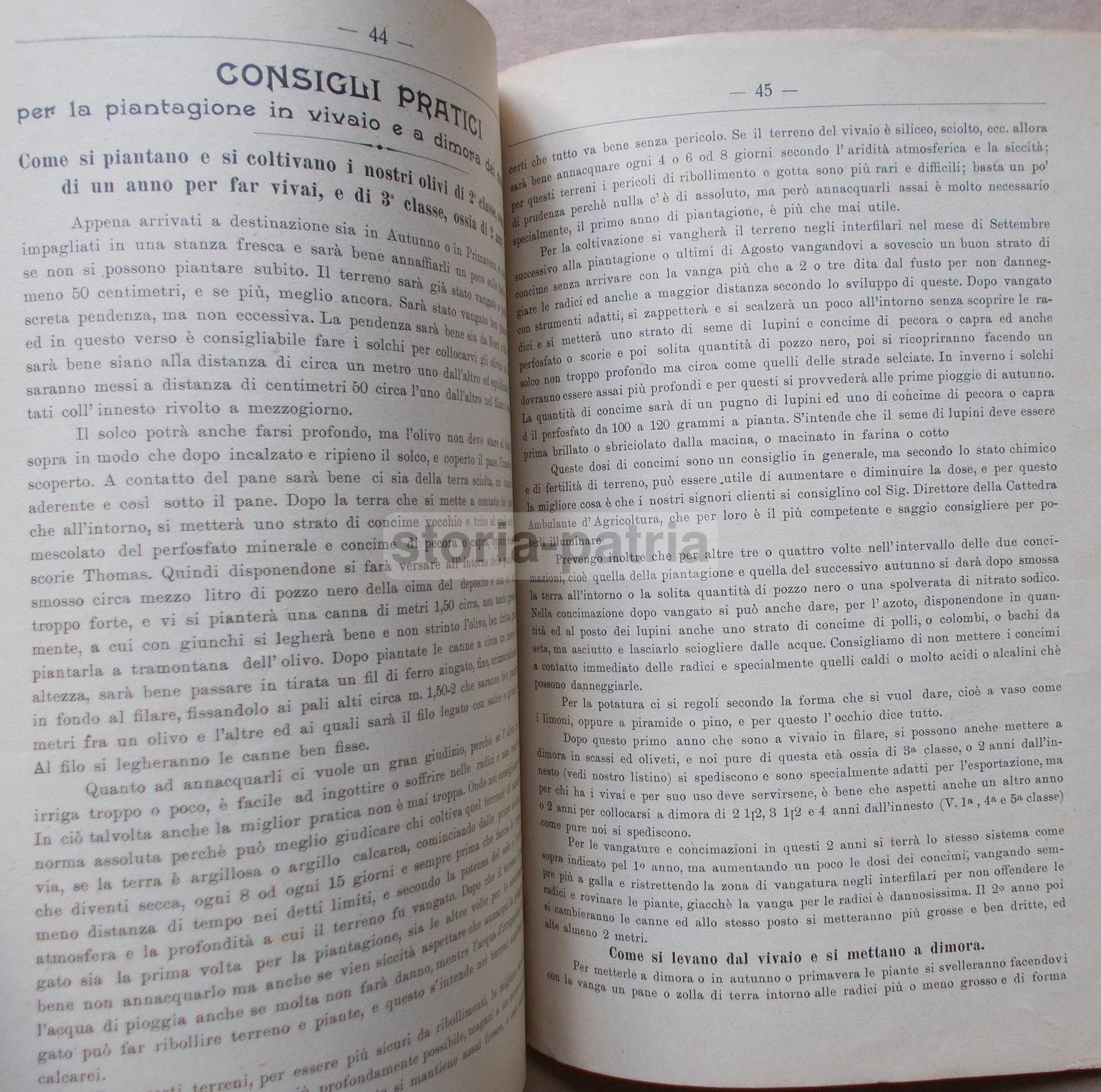 Pescia, Agraria, Orto, Piante, Frutta, Olivi, Asparagi, Legumi, Pubblicitaria Duliva immagine 5
