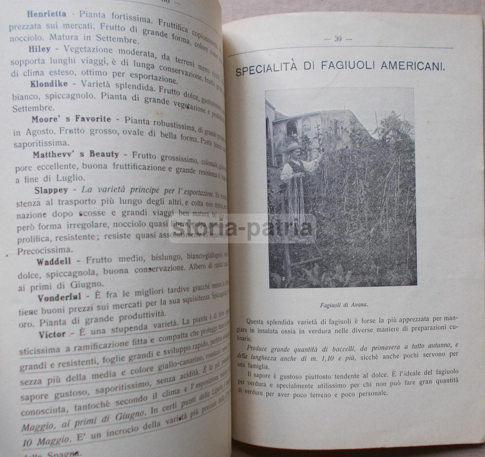 Pescia, Agraria, Orto, Piante, Frutta, Olivi, Asparagi, Legumi, Pubblicitaria Duliva immagine 6